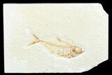Fossil Fish (Diplomystus) - Wyoming #176316-1